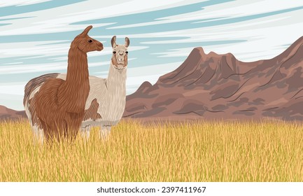 Un par de llamas se asientan en un alto pasto seco al pie de una cordillera. Animales domesticados de Sudamérica. Paisaje vectorial realista