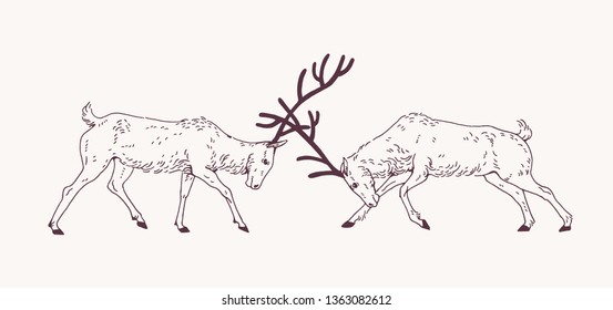 Pair male deers fighting and antlers during the breeding season rut hand drawn and contour lines light background  Rivalry   aggression among animals  Monochrome vector illustration 