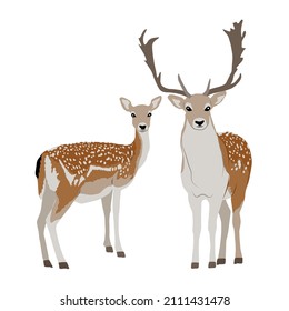 Pair of male and female European fallow deer. Deer Dama dama. Wild animals of Europe, America and Scandinavia. vector illustration