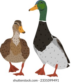 Pair of mallard Duck and drake. Wild water birds. Realistic vector animal