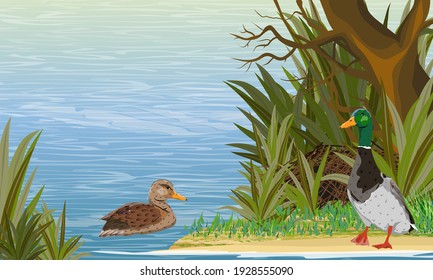 A pair of mallard ducks swim in the river. Drake and duck near the nest in the thickets of coastal grass. Wild waterfowl Anas platyrhynchos. Realistic vector landscape