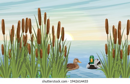 Un par de patos de mallard nadan en el río en las cañas. Aves silvestres Anas platyrhynchos. Paisaje vectorial realista