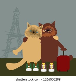 Pair of nice persian cats in Paris 