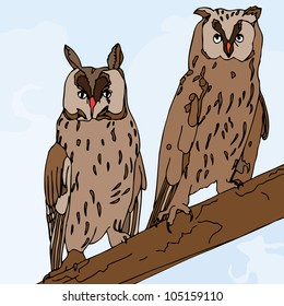 Pair of owls on branch