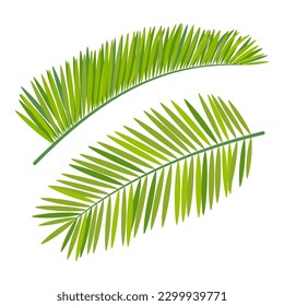 pair of palm branches in cartoon style isolated on white background, flat design, tropical plant icon