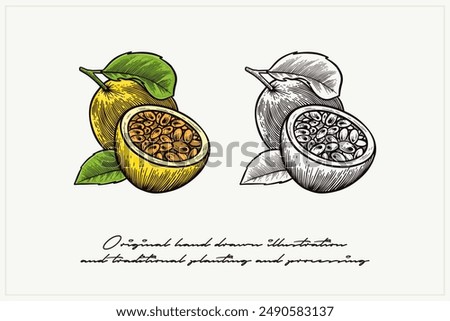 pair of passion fruit illustrations in engraving style
