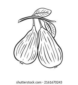 Pair of pears on branch with foliage sketch. Hand engraving black pears on white background isolated vector. Fruit contour. Healthy organic food illustration