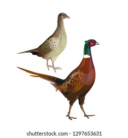 A pair of pheasants - cock and hen. Side view. Vector illustration isolated on white background