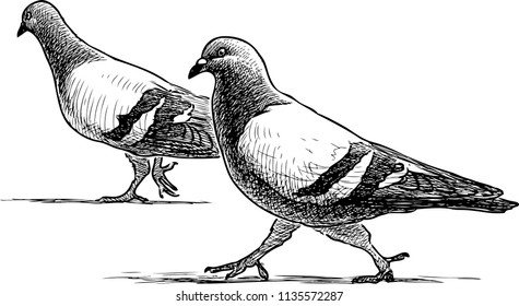 A pair of pigeons go for a stroll