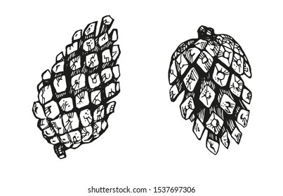 A pair of pine cones on a sketch. Vintage hand drawn cones. Engraved style. Vector illustration