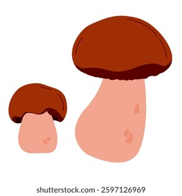 
Pair of porcini mushrooms. Vector illustration on white background. Hand drawn botanical illustration. Brown caps.