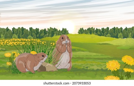 Pair of prairie dogs in a green field with blooming yellow dandelions. Meadow in summer. Wild rodents of North America. Realistic vector landscape