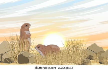 A pair of prairie dogs in a meadow with dry grass and stones. Prairie sunset. Wild rodents of North America. Realistic vector landscape