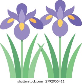 Pair of purple iris flowers with yellow centers and green foliage