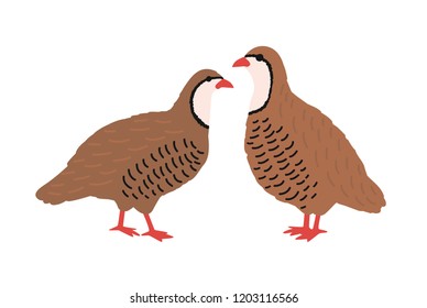 Pair of quails isolated on white background. Adorable farm poultry, domestic or cute small barnyard bird, gamebird, funny wild fowl. Childish colored vector illustration in flat cartoon style.