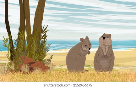 A pair of quokkas on the sandy beach of the ocean. Sandy coast with dry grass and red stones. Short-tailed scrub wallaby in Australia. Realistic vector landscape