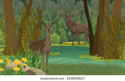 A pair of red deer stand on the shore of a forest lake or swamp with dark water. Realistic vector landscape
