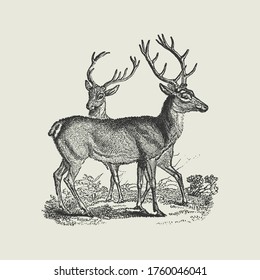 Pair of Red Deer Vintage Vector Drawing