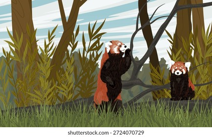 A pair of red pandas play in the forest. Lesser panda from the eastern Himalayas and southwestern China. Realistic vector landscape.