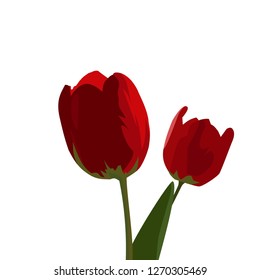 Pair of red tulip flowers