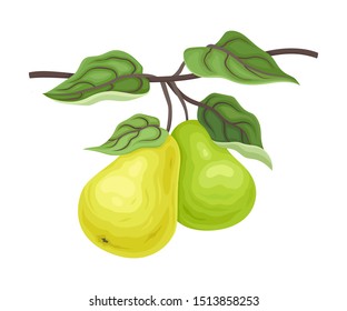 Pair of ripe pears on a branch. Vector illustration on a white background.