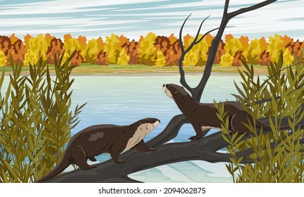 A pair of river otters on a branch on the shore of a large lake. Autumn coastal forest. Eurasian otter Lutra lutra, The Eurasian river otter. Realistic vector landscape