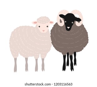 Pair of sheep and ram standing together. Adorable barnyard domestic ruminant animals or farm livestock isolated on white background. Childish colored vector illustration in flat cartoon style.