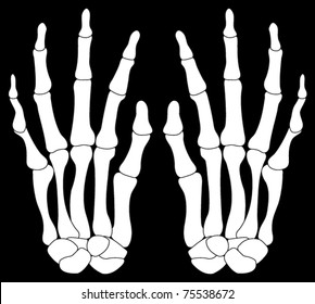 A Pair of Skeleton Hands Isolated on Black