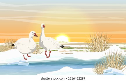 A Pair Of Snow Geese On The Bank Of A Melting Arctic Stream. Birds Of The Arctic. White Arctic Goose Anser Caerulescens. Shore With Snow, Ice And Dry Grass At Sunset. Vector Landscape