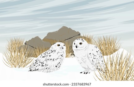 A pair of snowy owls sits on the snow near large stones and dry grass. Wild birds of the Arctic. Realistic vector landscape