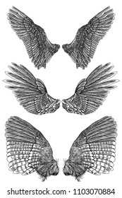 Pair of spread out eagle, falcon, hawk bird wings of different shape. Set of angel wings. Vector. 