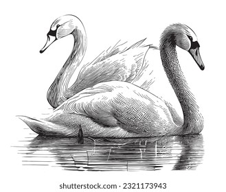 Pair swans in the