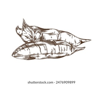 Pair of sweet potato with leaf vector engraved sketch. Hand drawn illustration of ripe yam, farm vegetable batatas isolated. Agriculture tuber plant, natural healthy organic food ink style