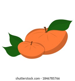 Pair of tangerines isolated on white background. Citrus, orange. Vector illustration