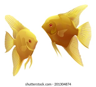 Pair of white angelfish isolated