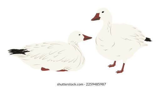 Pair of white arctic goose. Birds of the North. Realistic vector bird