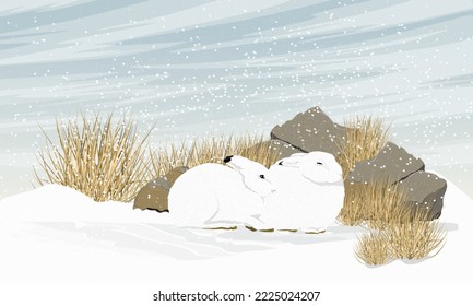 A pair of white polar hares hides from the wind behind large stones and dry grass. Wild animal of the Arctic tundra in winter. Realistic vector landscape