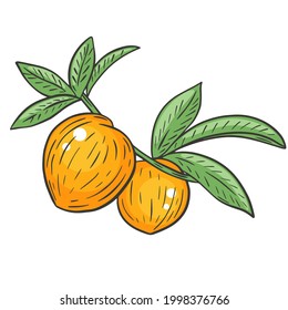 A pair of whole peaches on a branch with leaves, hand drawing. Vector illustration of a peach. Colored bright juicy natural healthy fruit. Orange plucked peach isolated.