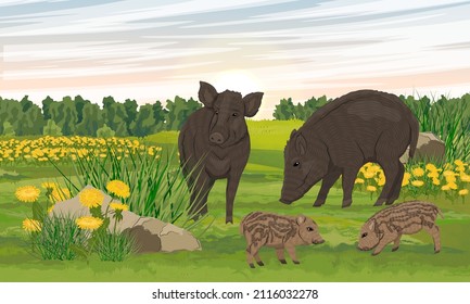 A pair of wild boars with piglets in a meadow with blooming dandelions. Realistic summer vector landscape