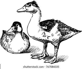 Pair of wild ducks