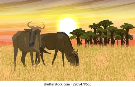 A pair of wildebeests in the African savannah at sunset. Realistic vector landscape