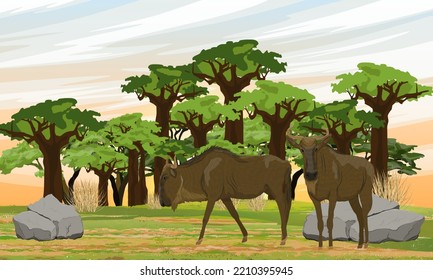 A pair of wildebeests near the baobab grove. Wildlife of Africa. Gnu antelope. Realistic vector landscape