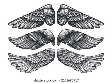 Pair of wings of bird or angel, hand drawn vector illustration. Set of different wing vintage sketch