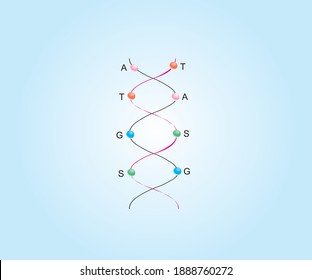 
Pairing The Dna Molecule Conjugation Biology