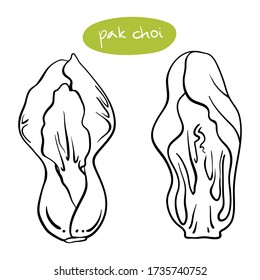 Pak choi. Black line sketch collection of vegetables isolated on white background. Doodle hand drawn vegetable icons. Vector illustration