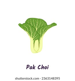 Pak choi cabbage or chinese cabbage vector illustration.