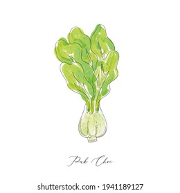Pak Choi cabbage vegetable hand drawing watercolor vector for food design, menu, restaurant, bar, diet program.