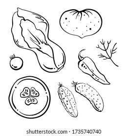 Pak choi, cucumbers, tomatoes, pepper, melon. Black line sketch collection of vegetables isolated on white background. Doodle hand drawn vegetable icons. Vector illustration