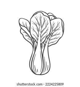 Pak choi outline icon vector illustration. Hand drawn line sketch of fresh bok choy plant, organic Chinese cabbage, leaf vegetable for vegetarian salad, farm product and cabbage for Asian cuisine