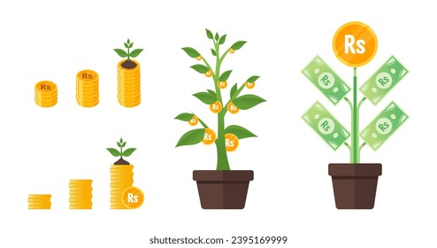 Pakistani Rupee Money Tree Growing